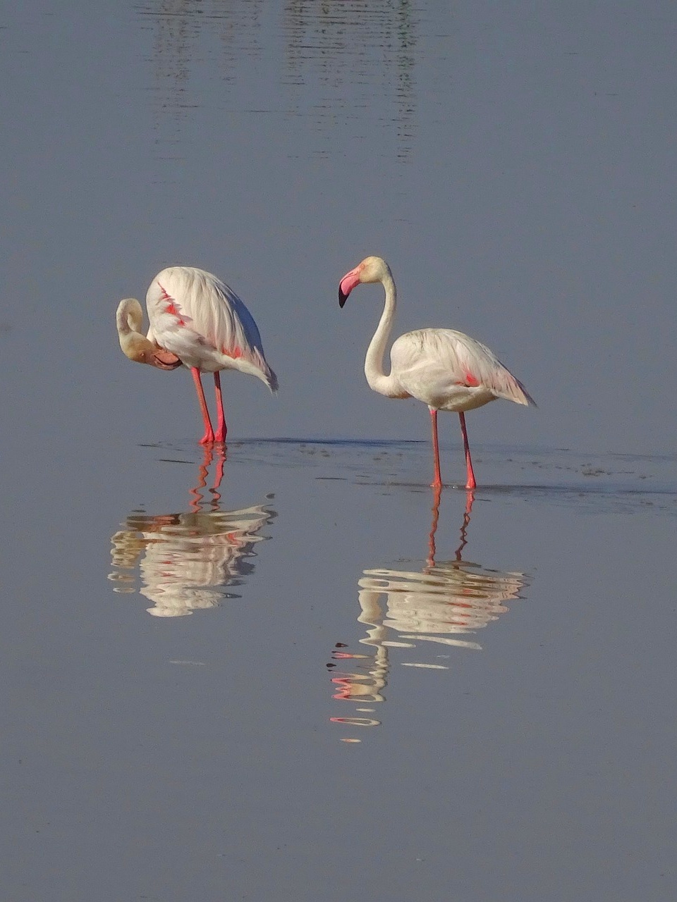 Wilde Flamingos in ihrer natürlichen Umgebung in Laguna Fuente de Piedra