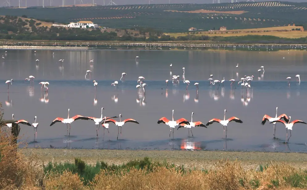 Wilde Flamingos in ihrer natürlichen Umgebung in Laguna Fuente de Piedra