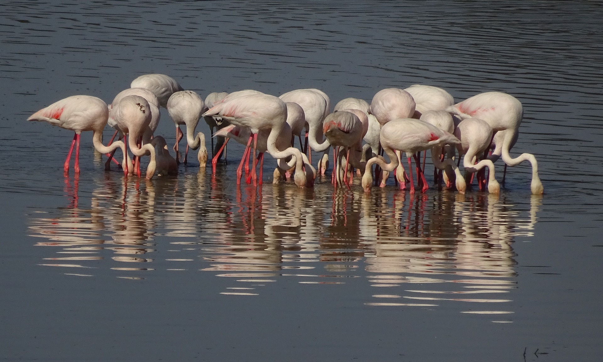 Erleben Sie wilde Flamingos in ihrer natürlichen Umgebung: Laguna Fuente de Pidera