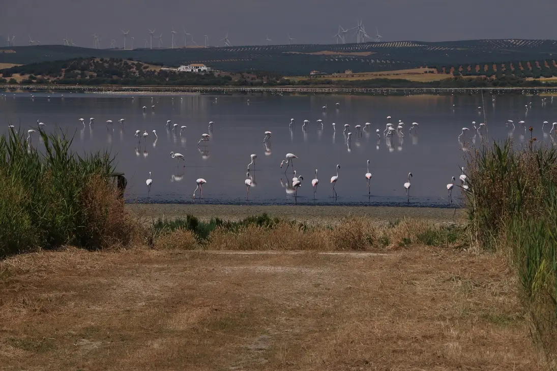 Erleben Sie wilde Flamingos in ihrer natürlichen Umgebung: Laguna Fuente de Pidera