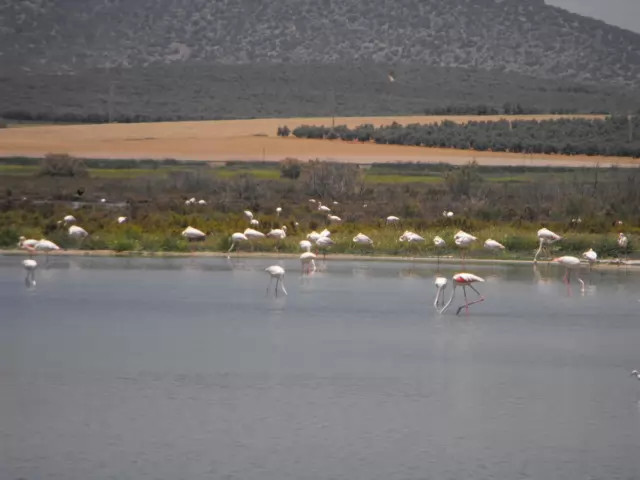 Flamingos in their natural habitat