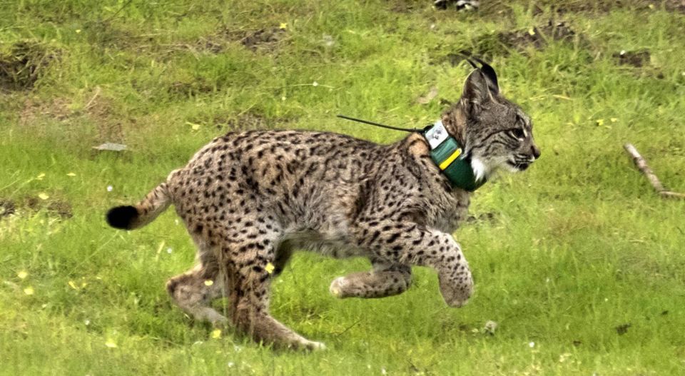 Gefährdeter iberischer Luchs mit GPS-Sender