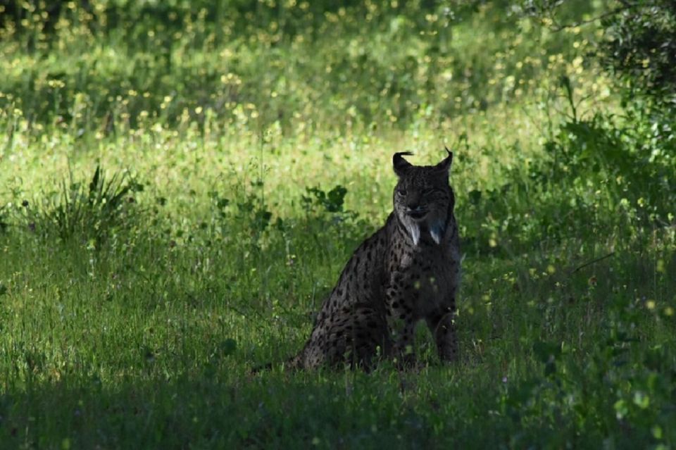 Gefährdeter iberischer Luchs