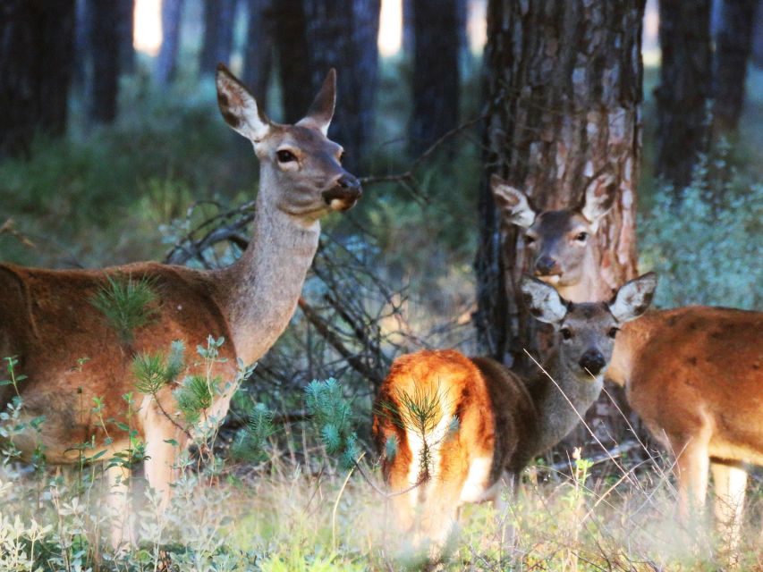 Wilde Tiere im Doñana-Nationalpark