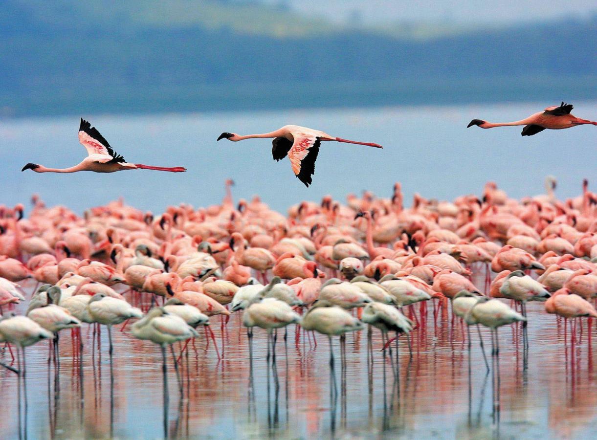 Wilde Flamingos im Provinz Malaga